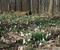 Přírodní rezervace Úpor, foto:www.botany.cz